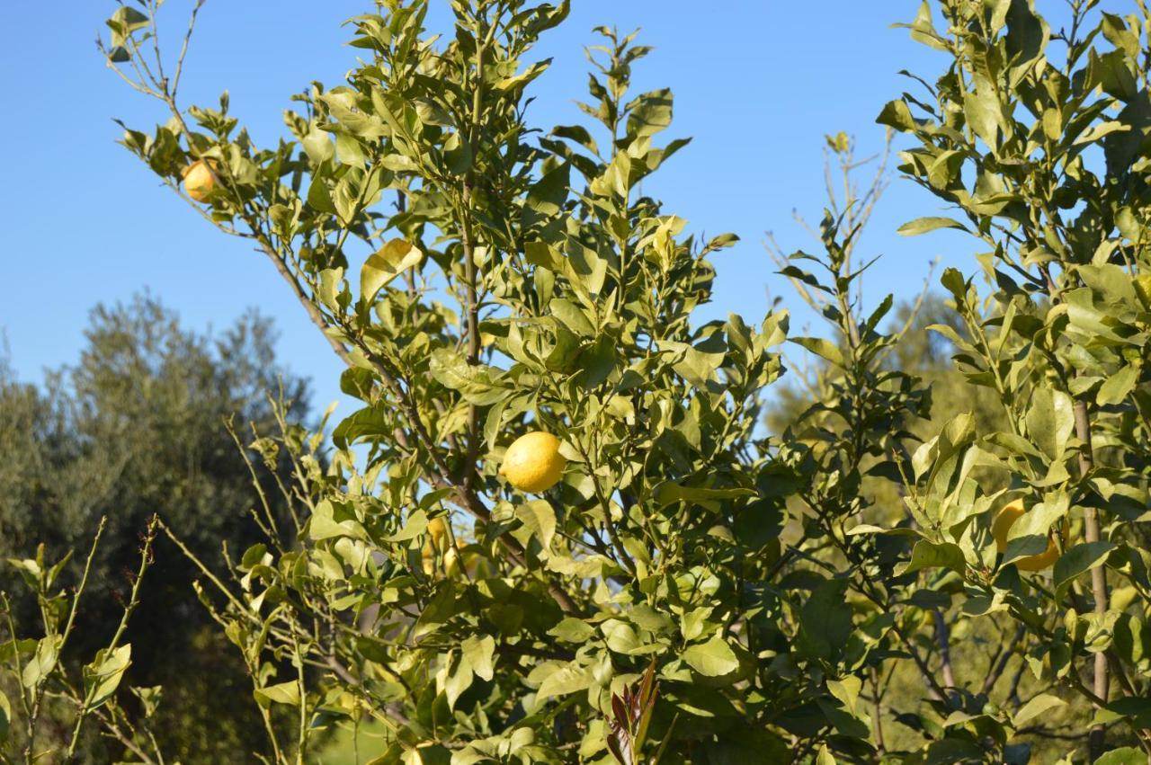 Quinta Das Figueiras Vila Nova de Cacela Dış mekan fotoğraf